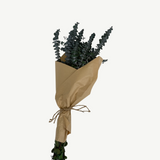 Preserved Baby Eucalyptus Bundle